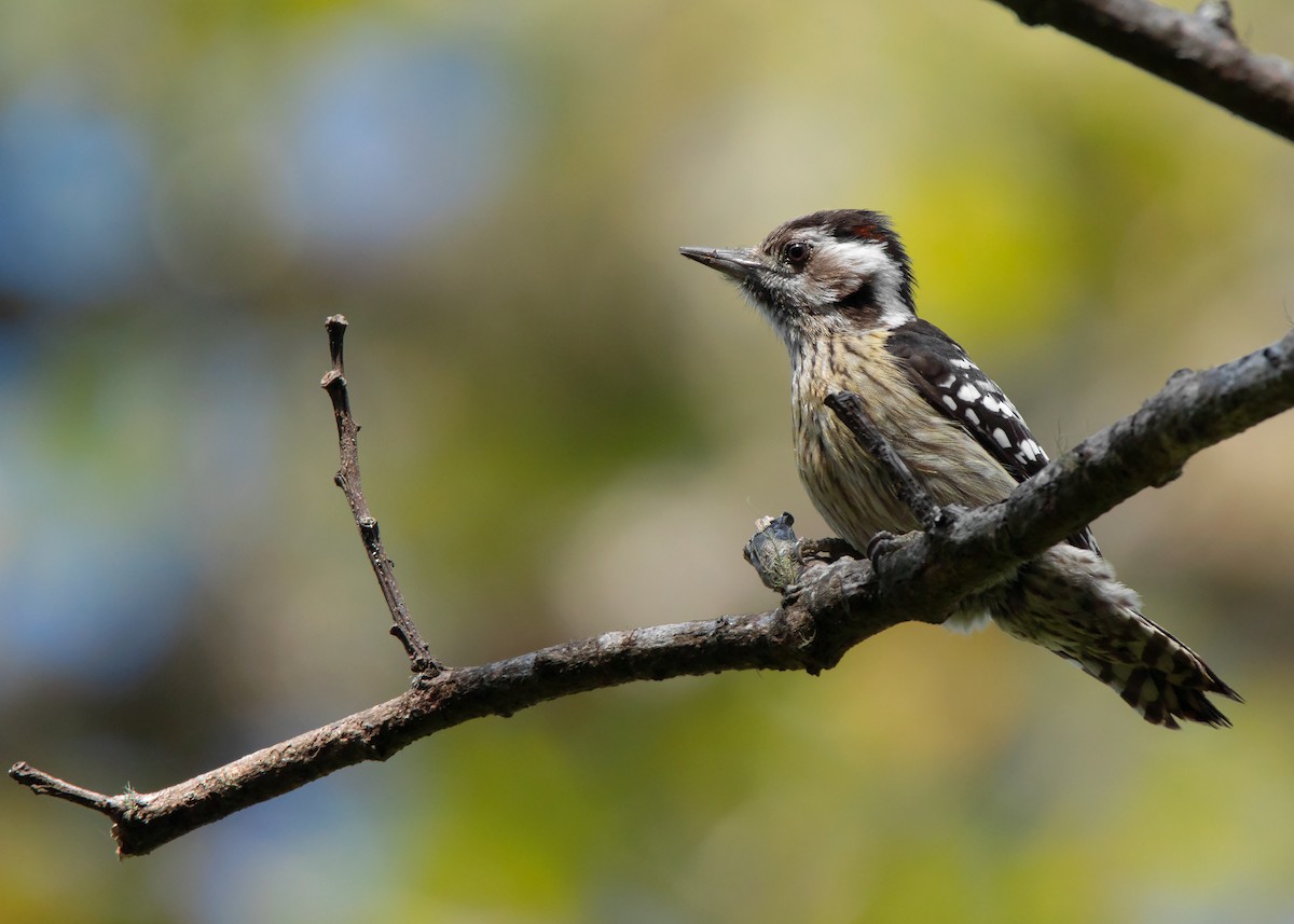 Gray-capped Pygmy Woodpecker - Ayuwat Jearwattanakanok