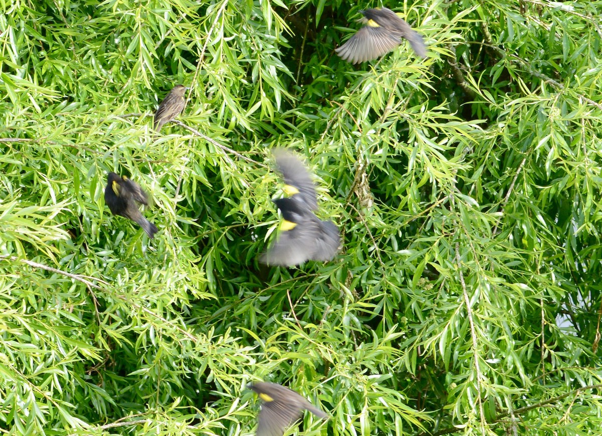 Yellow-winged Blackbird - ML41891141