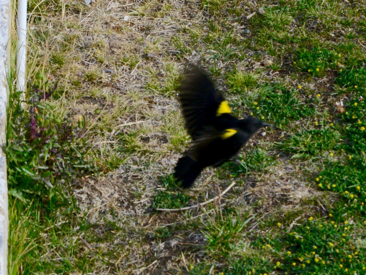 Yellow-winged Blackbird - ML41891151