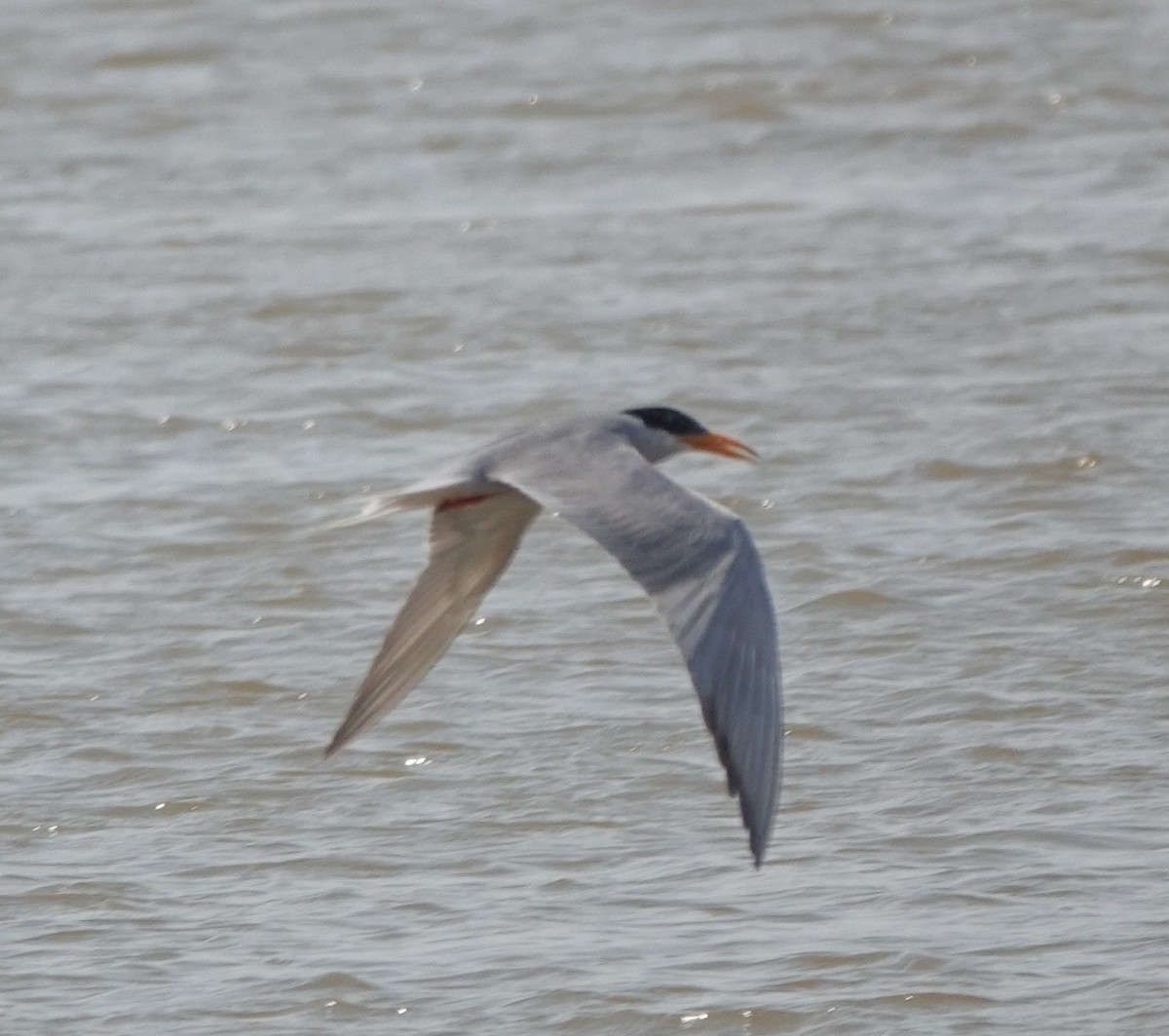 River Tern - Stray Feather