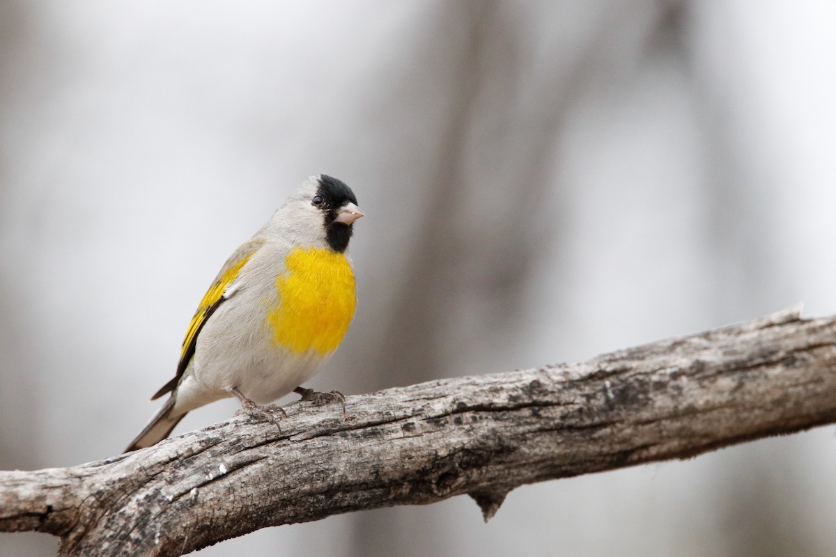 Lawrence's Goldfinch - ML418923061