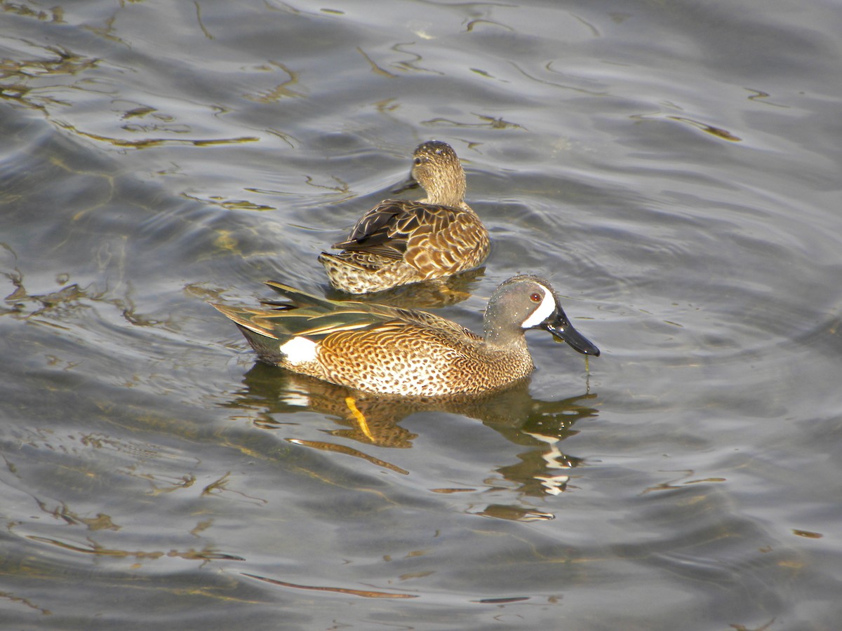 Blue-winged Teal - ML41892351