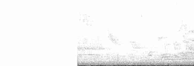 Grauschwanz-Dickichtschlüpfer - ML418926801