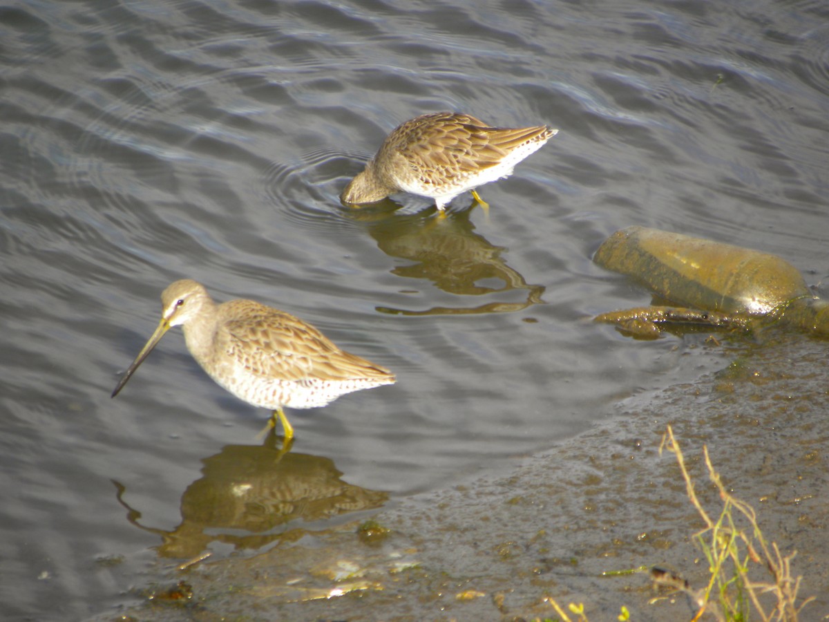 Long-billed Dowitcher - Ben Newhouse