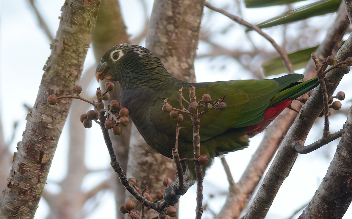 Scaly-headed Parrot - ML418935321