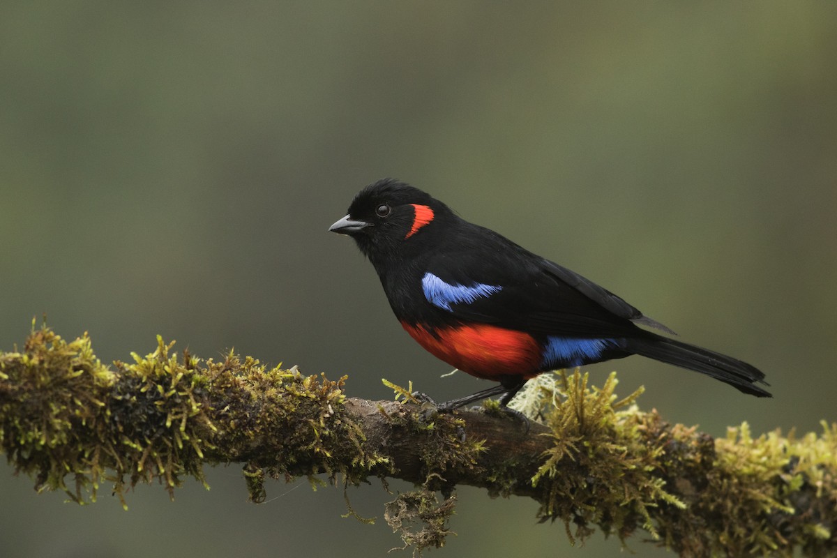 Scarlet-bellied Mountain Tanager - ML418936381