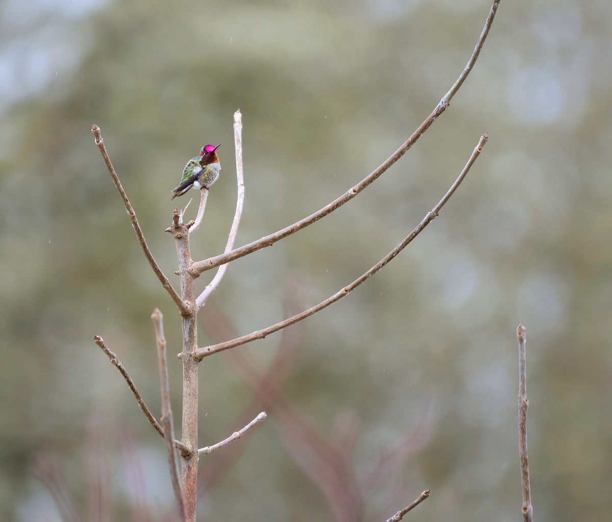 Anna's Hummingbird - ML418936851