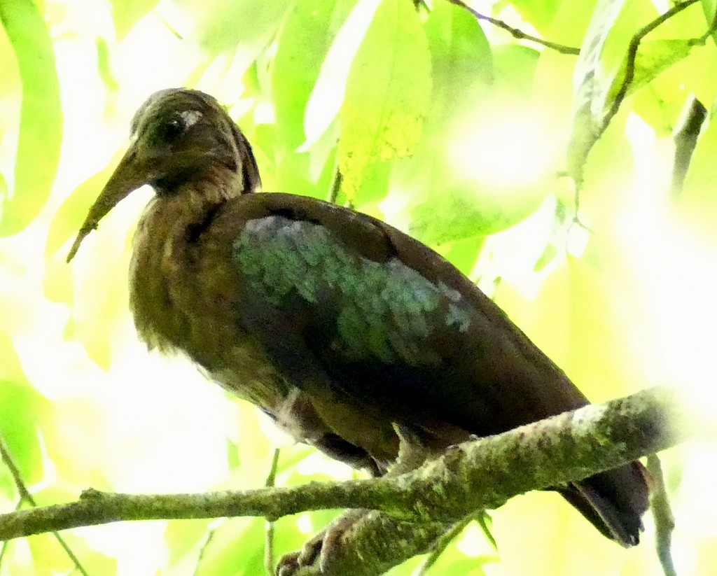 Ibis de Santo Tomé - ML418937581