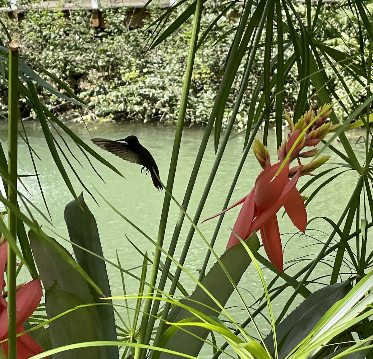 kolibřík jamajský - ML418939821