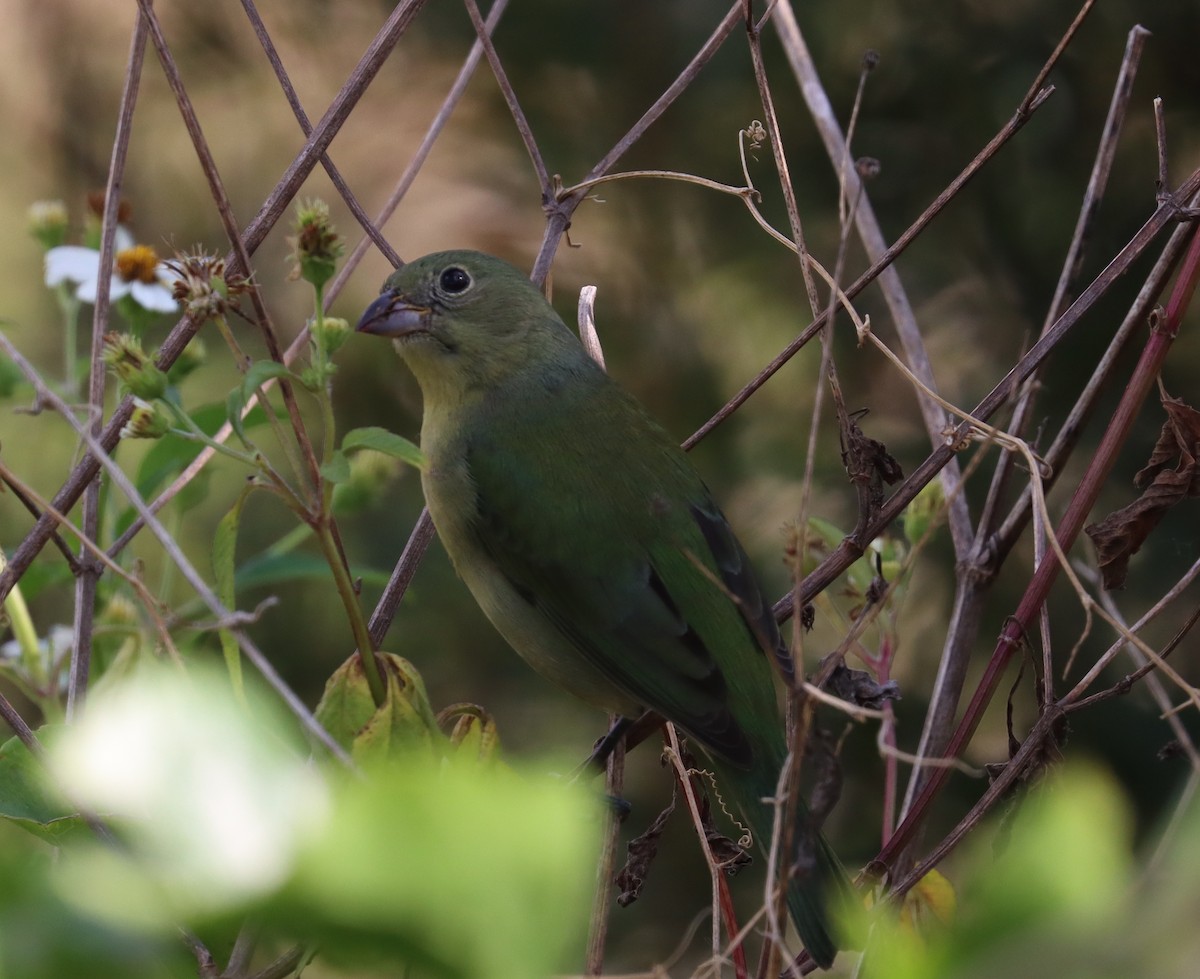 Painted Bunting - ML418941251