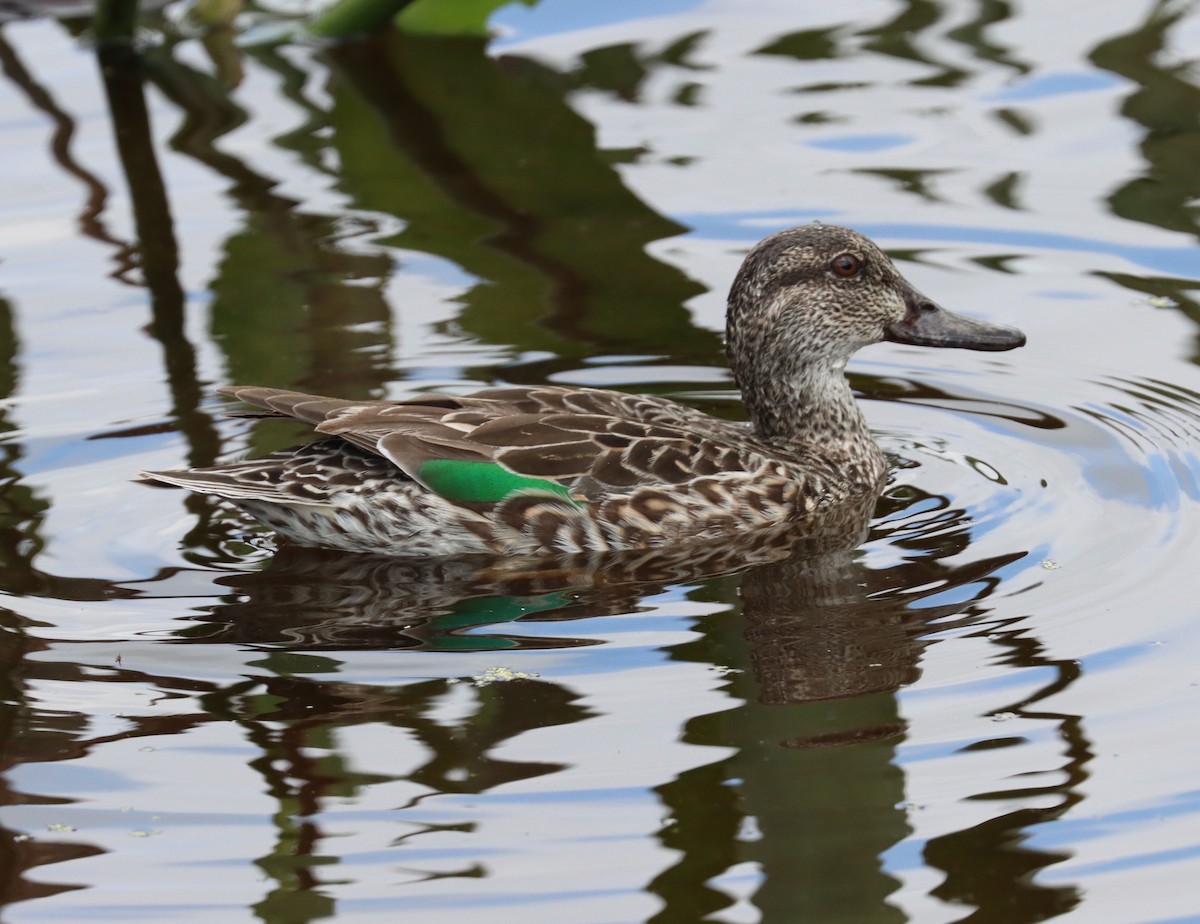 Green-winged Teal - ML418942341