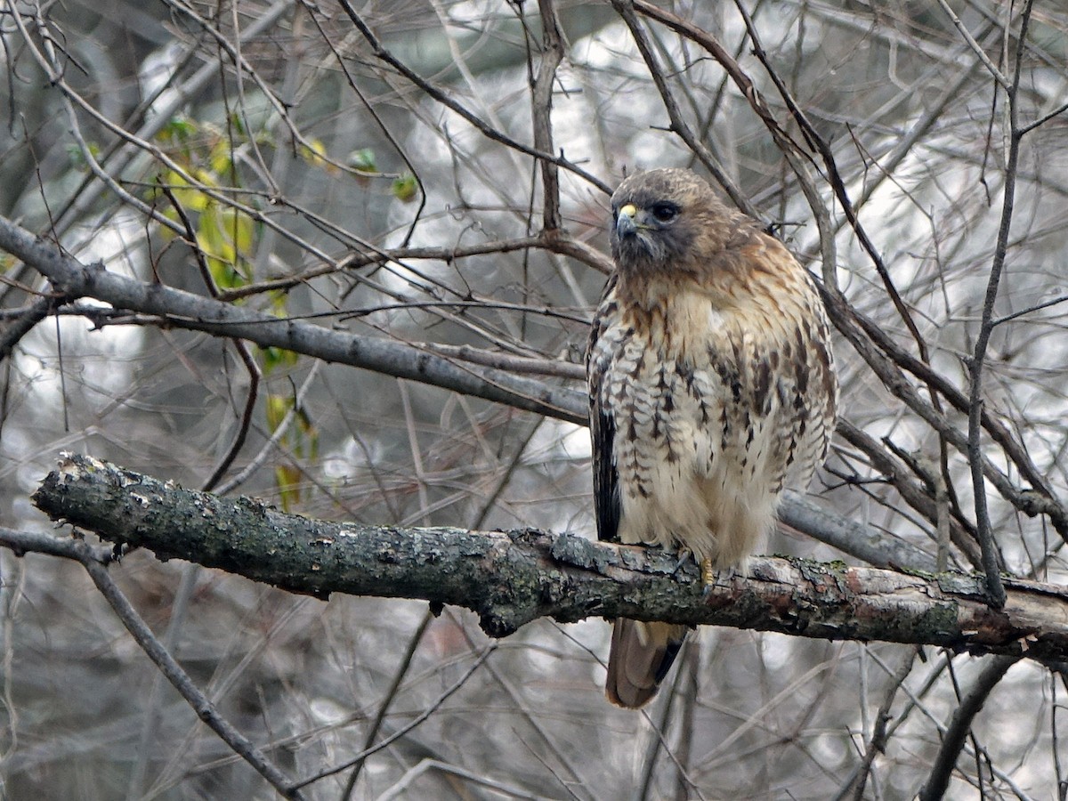 Red-tailed Hawk - ML41894771