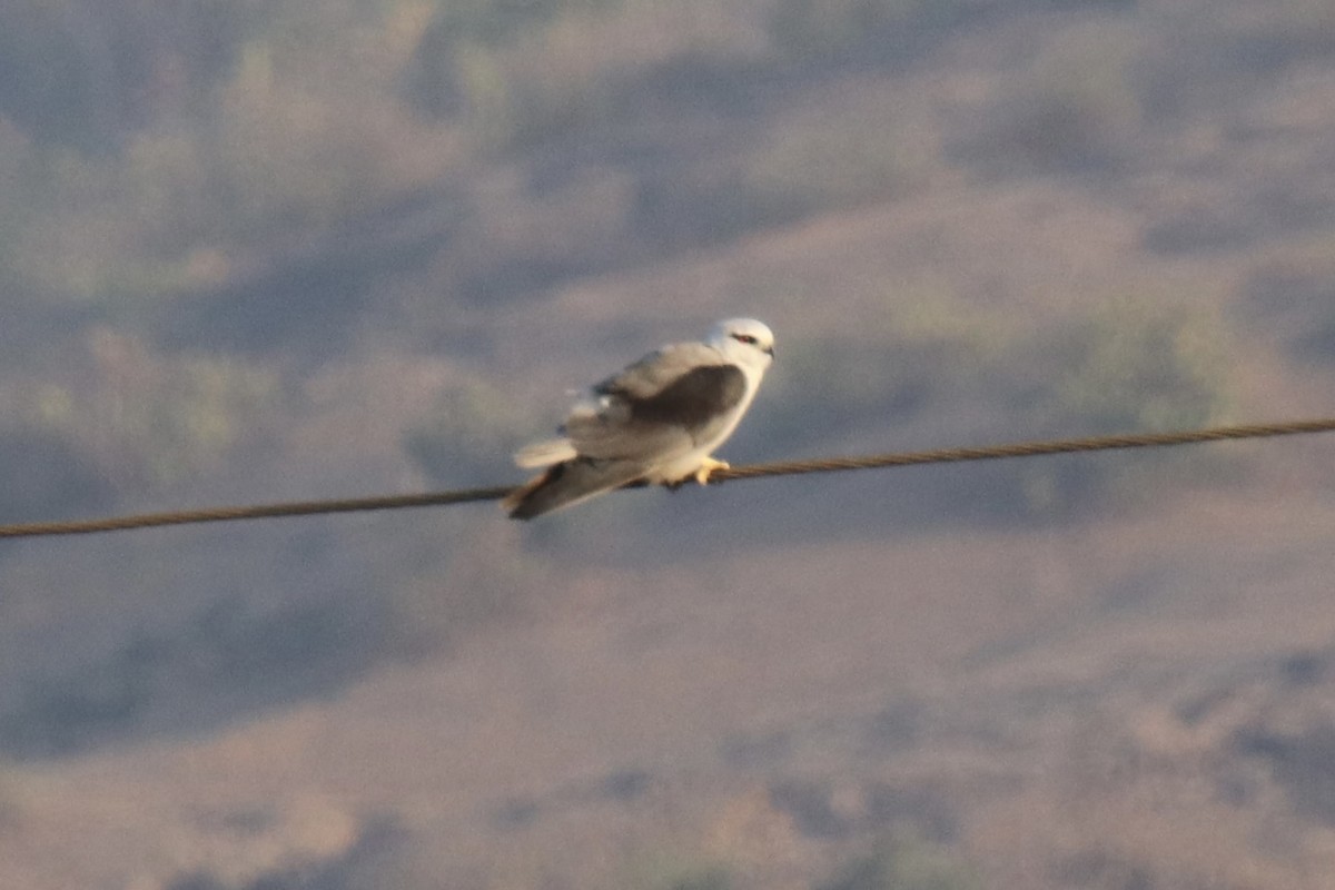 Black-winged Kite - Praveen Chavan