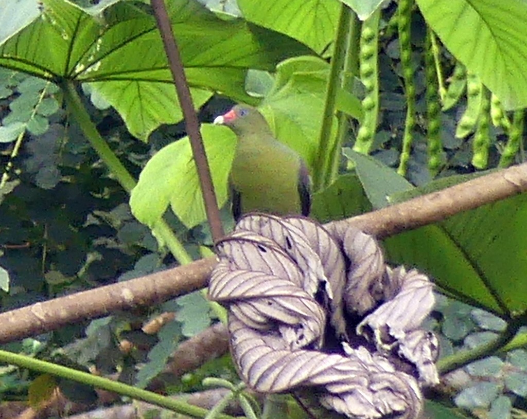African Green-Pigeon - ML418961191