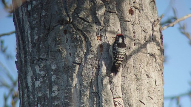 Lesser Spotted Woodpecker - ML418961301