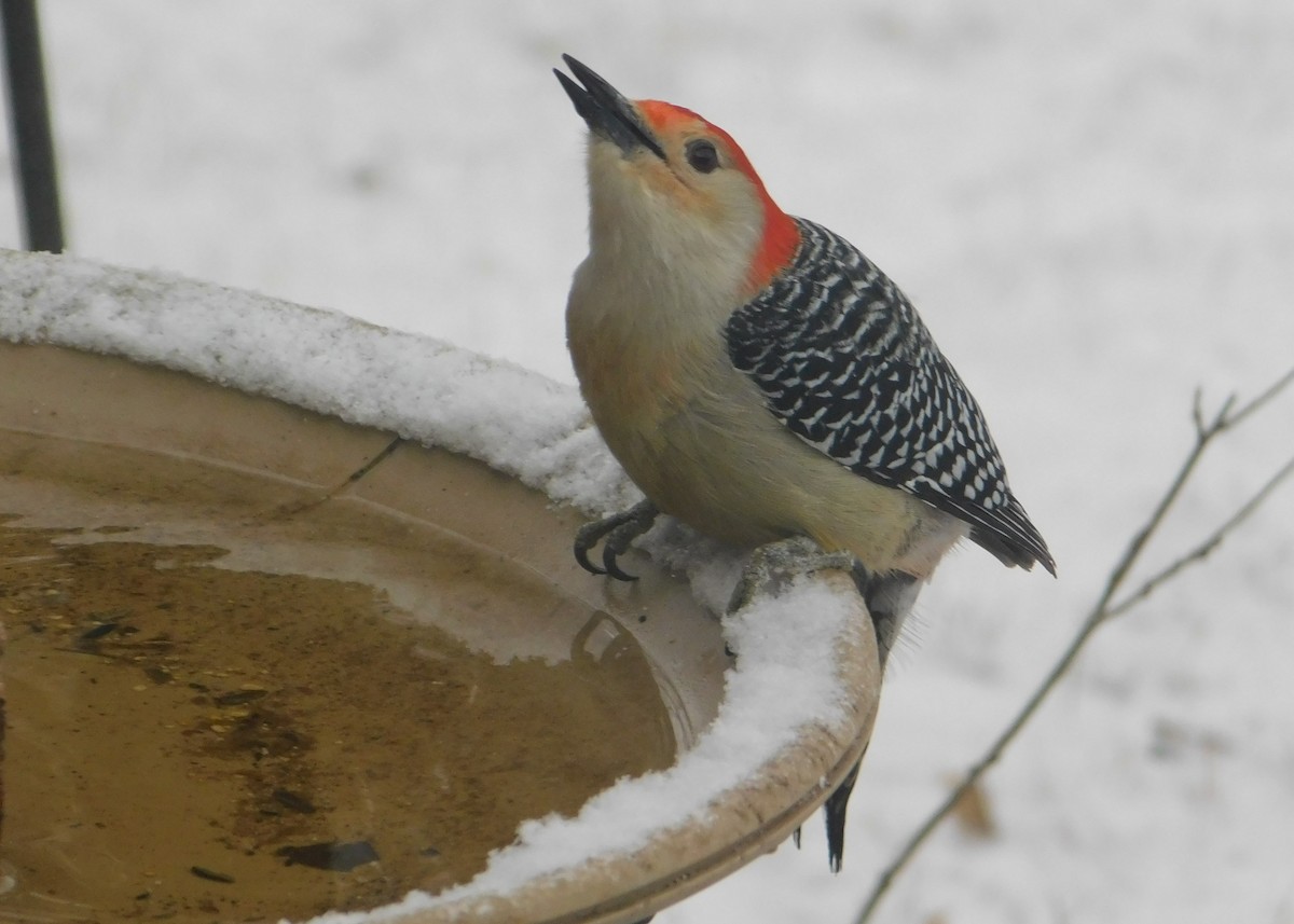 Red-bellied Woodpecker - Don Nussbaum
