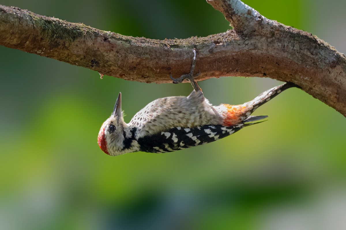 Freckle-breasted Woodpecker - ML418964831