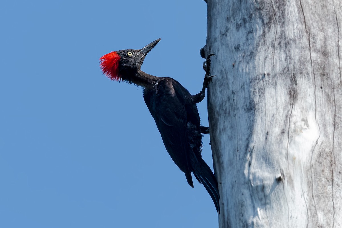 Andaman Woodpecker - ML418965061