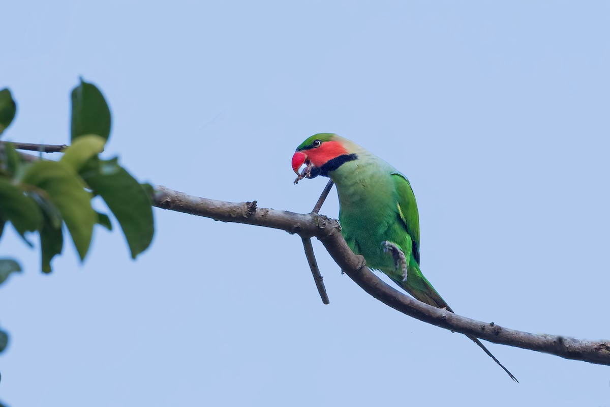 Long-tailed Parakeet - Rajkumar Das