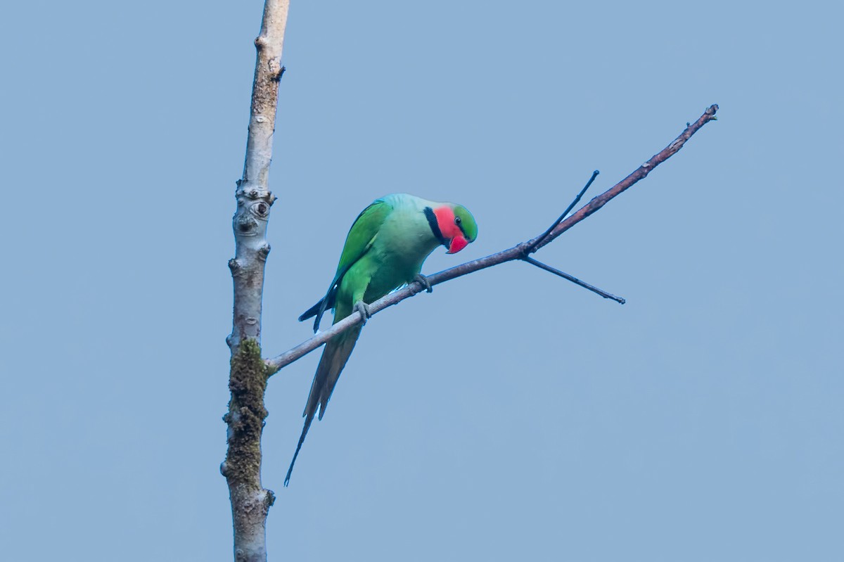 Long-tailed Parakeet - ML418965381
