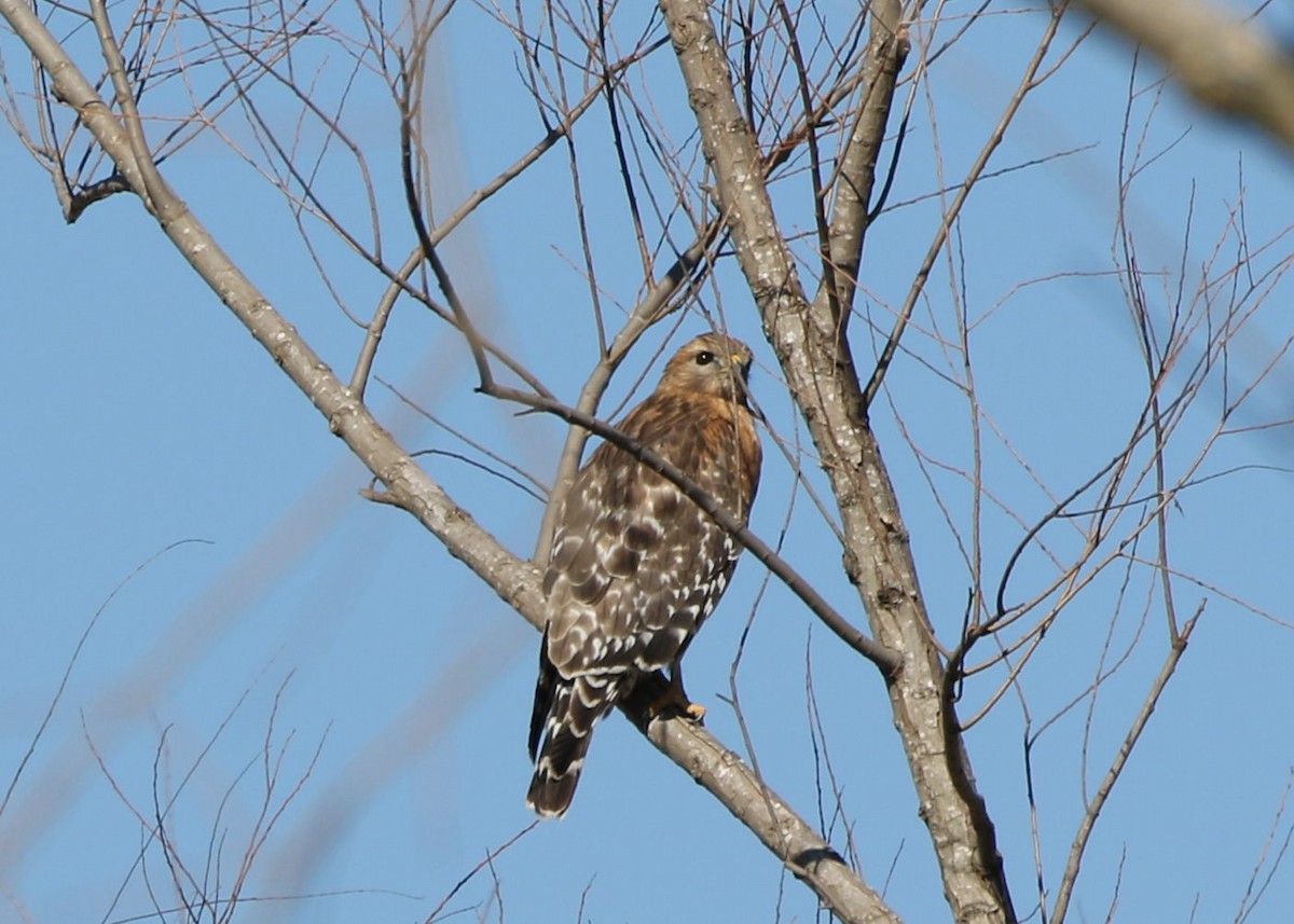 Red-shouldered Hawk (lineatus Group) - ML418966181