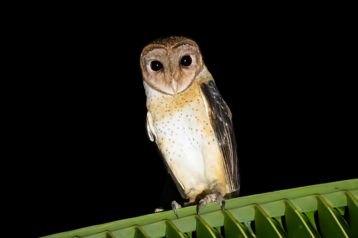 Andaman Masked-Owl - ML418968521