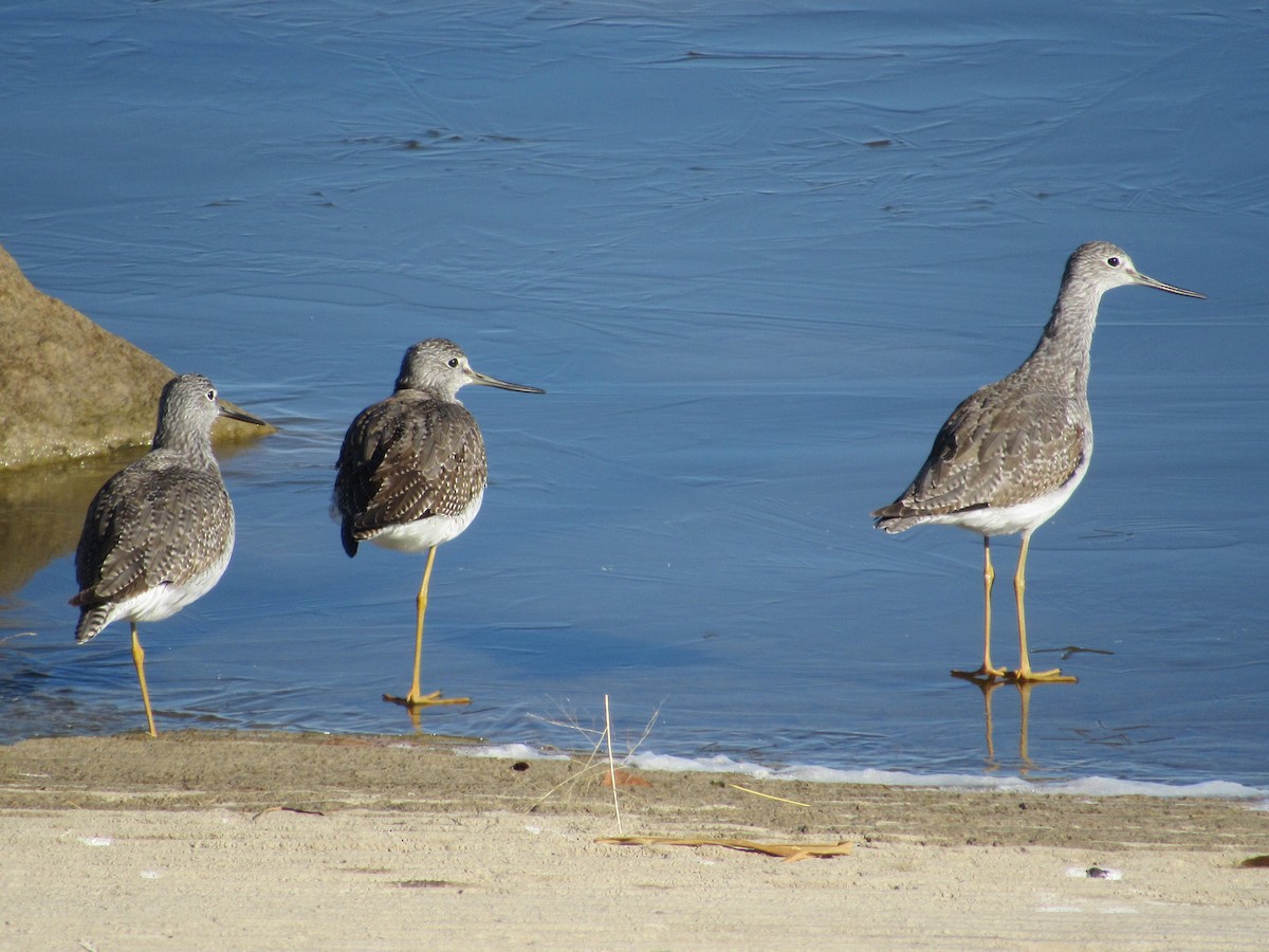 Greater Yellowlegs - Stanley Oswald