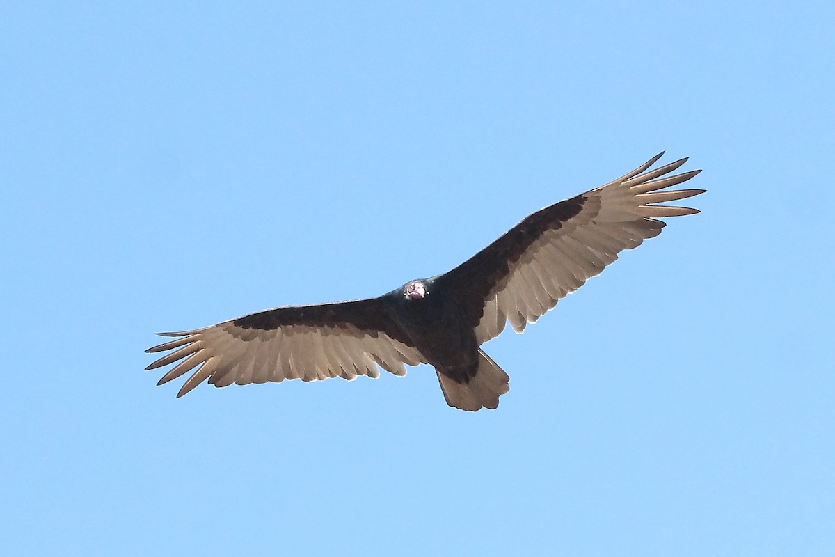 Turkey Vulture - ML418975681