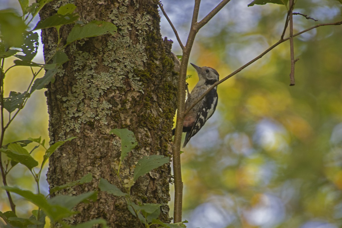 Middle Spotted Woodpecker - ML418977401
