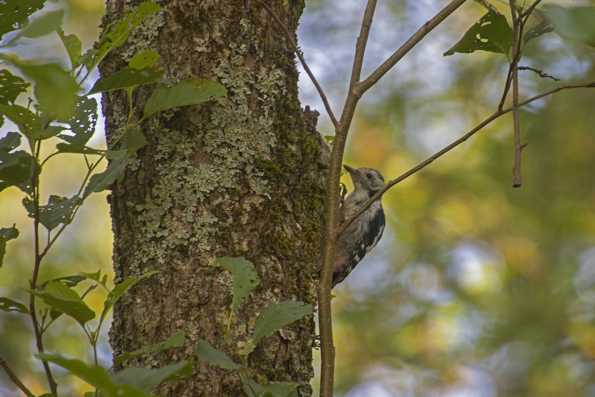 Middle Spotted Woodpecker - ML418977421