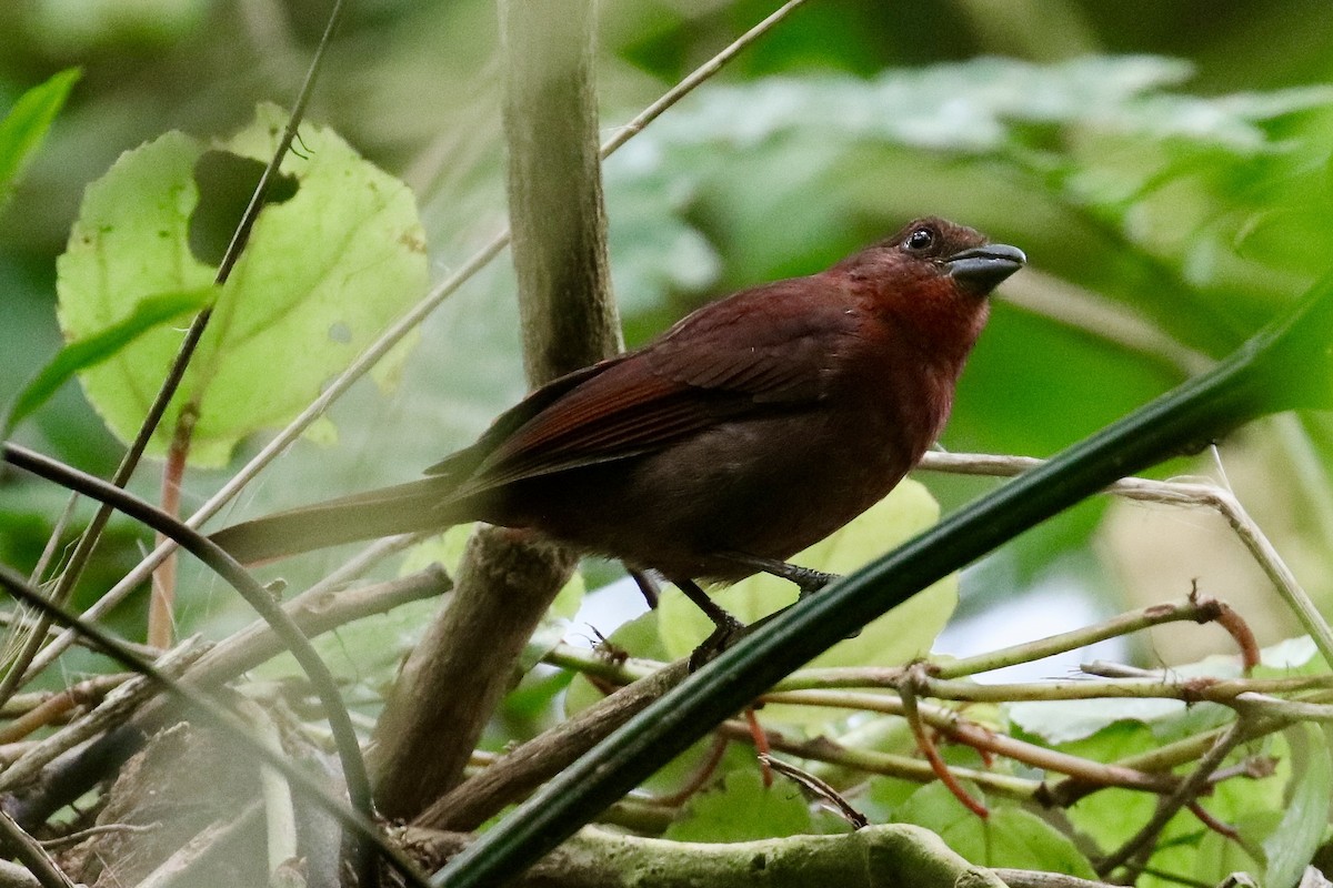 Red-crowned Ant-Tanager - ML418981161