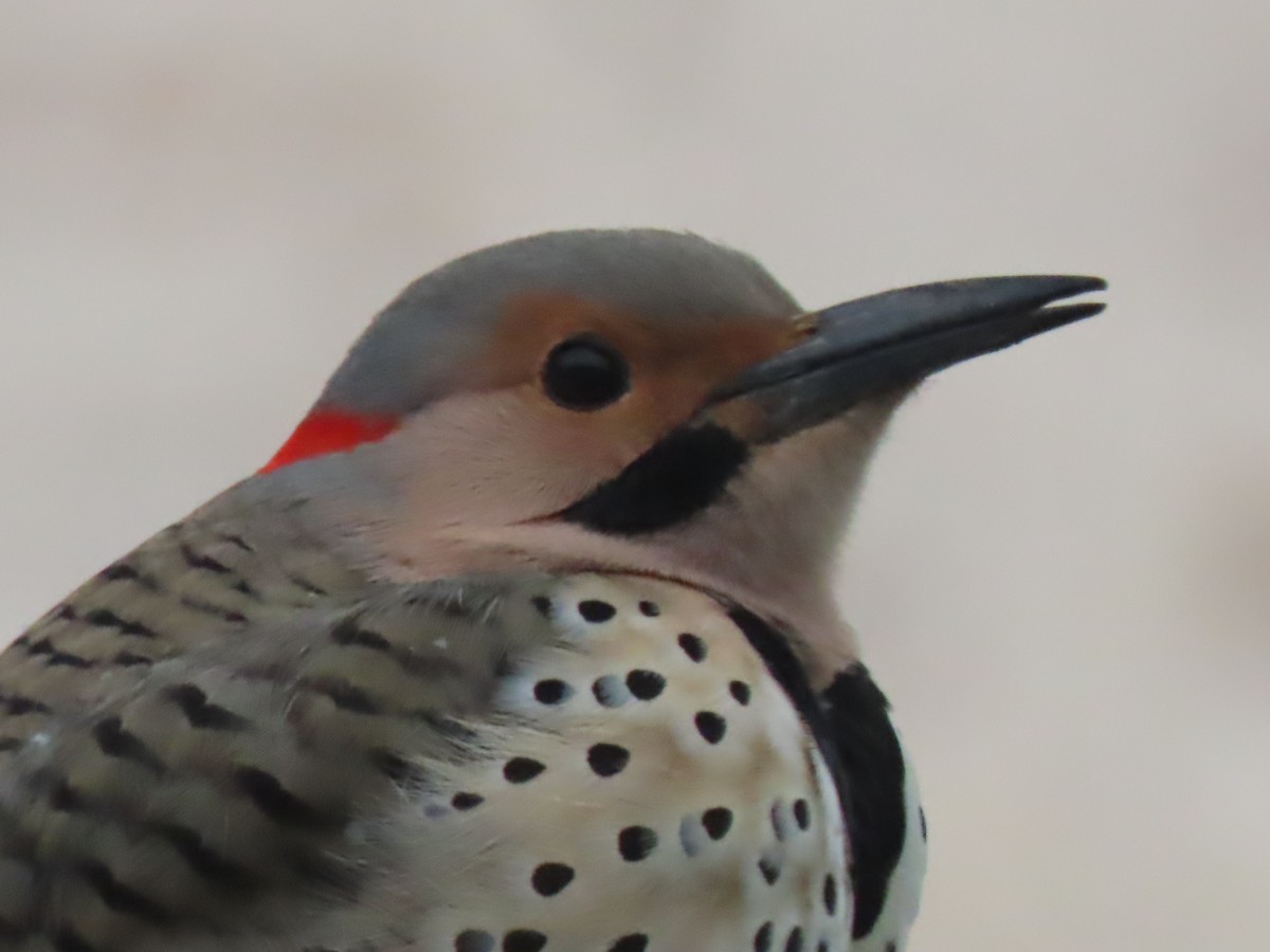 Northern Flicker (Yellow-shafted) - ML418985601