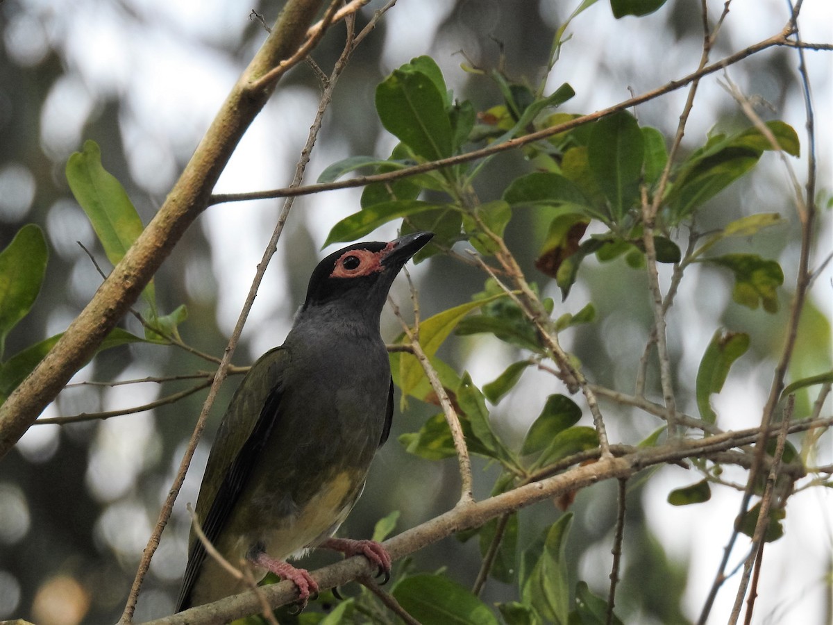 Australasian Figbird - Dennis Hill