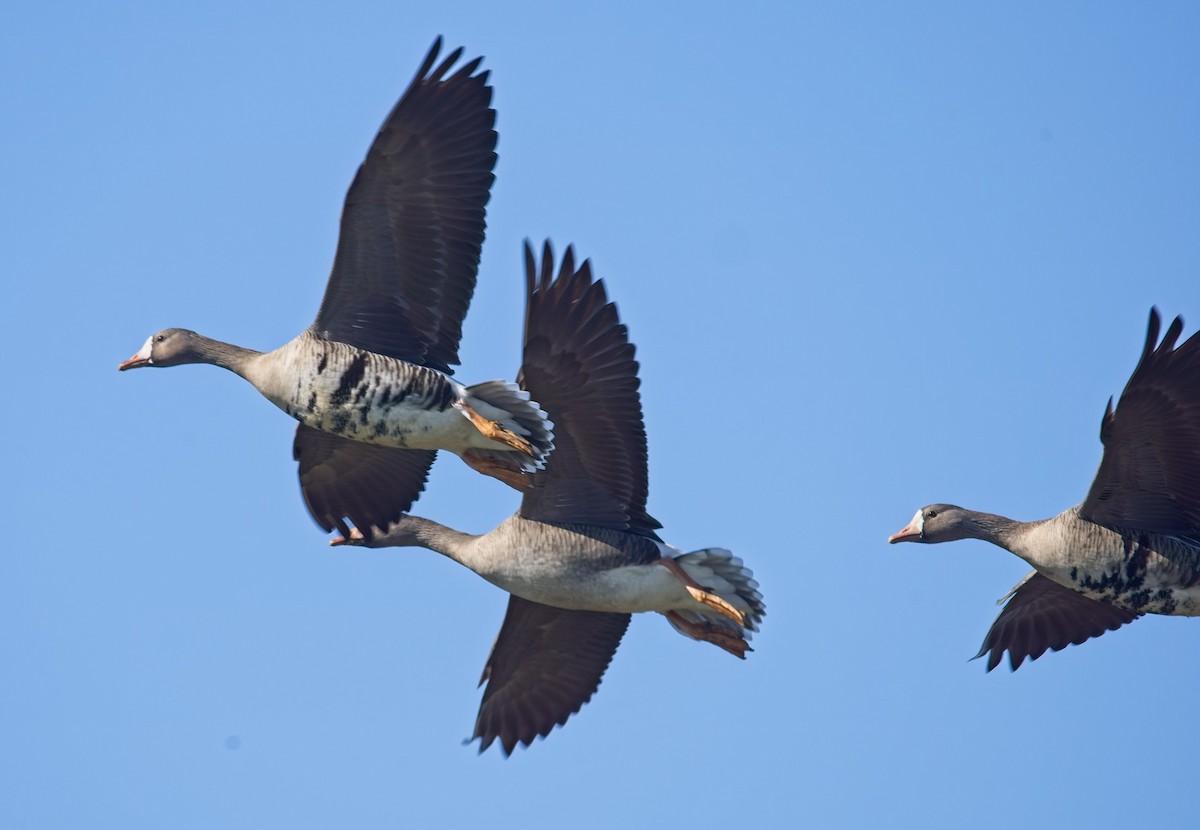 Greater White-fronted Goose - ML418990641