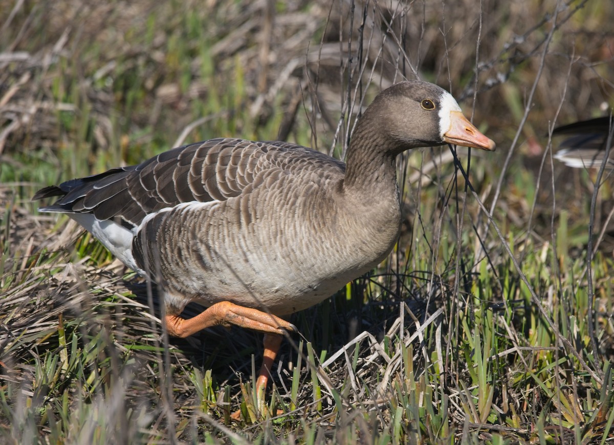 Greater White-fronted Goose - ML418990931