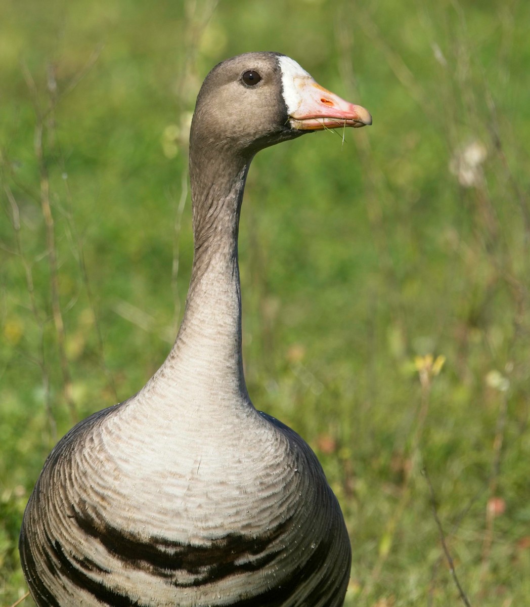Greater White-fronted Goose - ML418991111