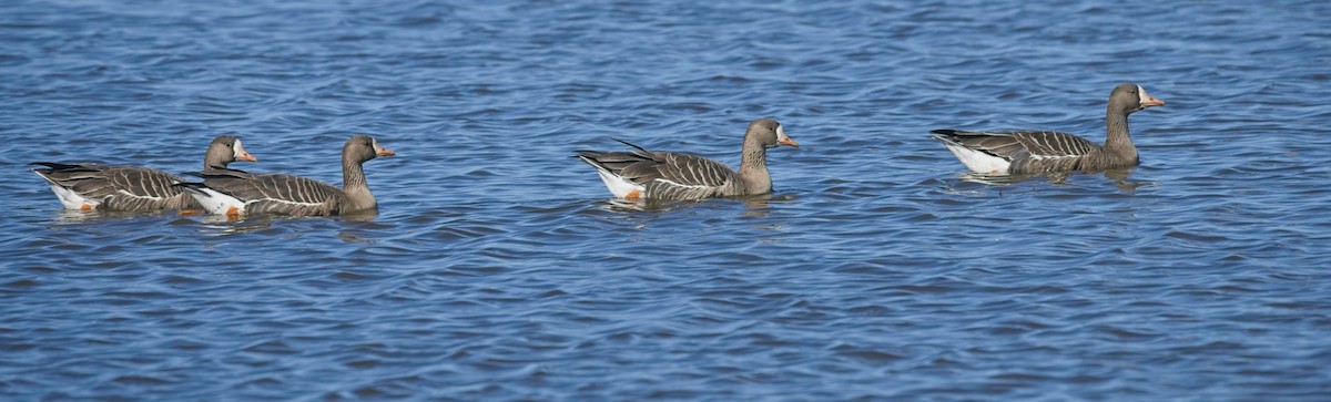 Greater White-fronted Goose - ML418991191
