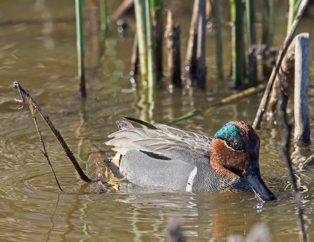 Green-winged Teal - ML418991821