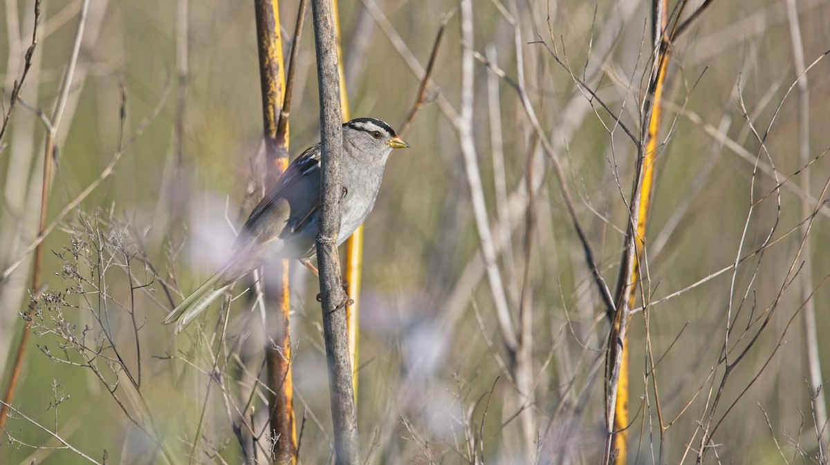 White-crowned Sparrow - ML418992331