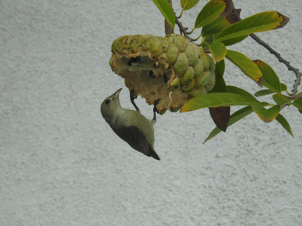 Pale-billed Flowerpecker - KalaiSelvan V