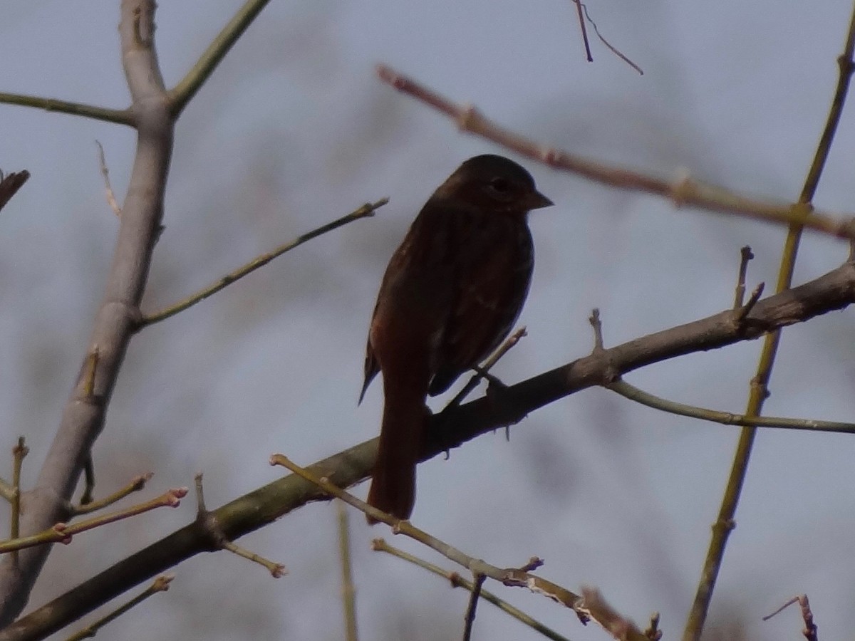Fox Sparrow (Red) - ML41899651