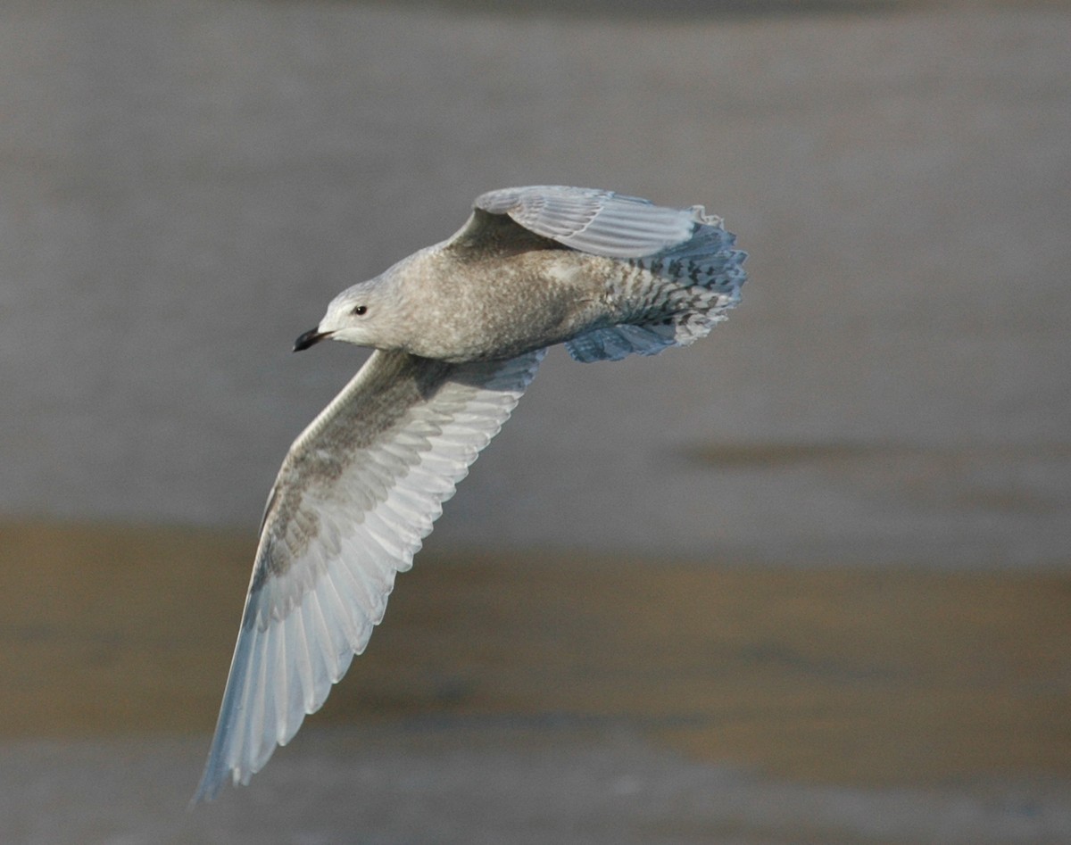 Iceland Gull (kumlieni/glaucoides) - Bruce Fall