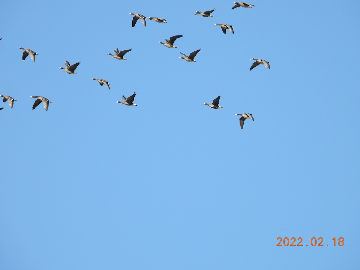 Greater White-fronted Goose - ML419001841