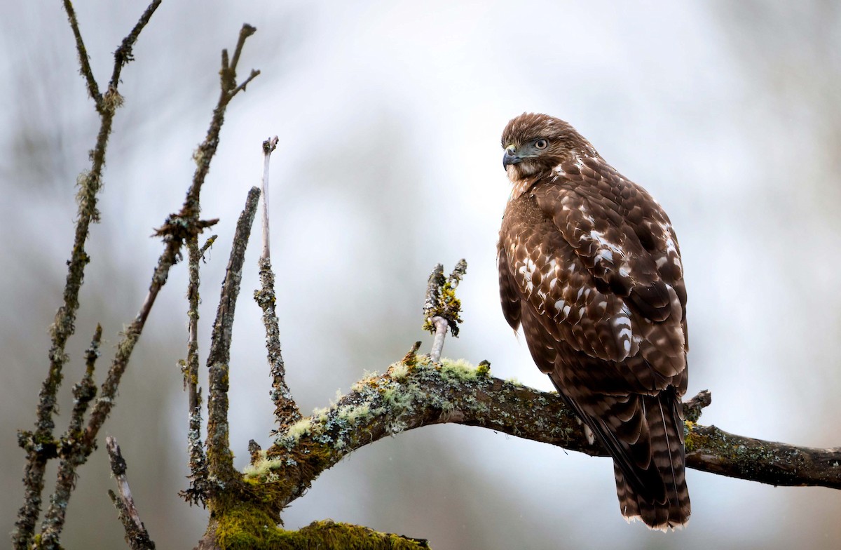 Red-tailed Hawk - ML419010191