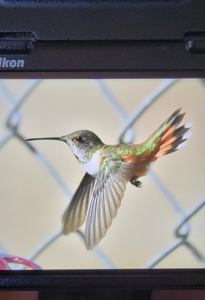 Rufous Hummingbird - ML419036411