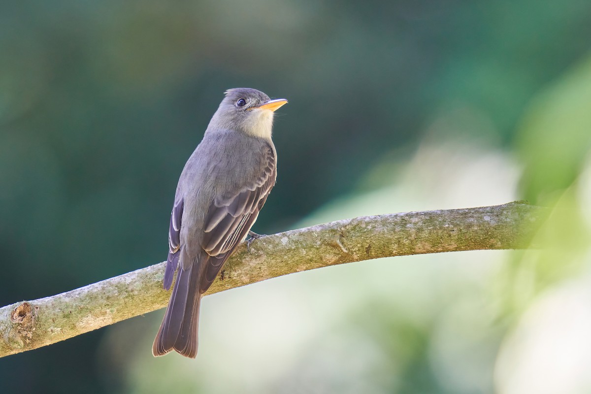 Greater Pewee - ML419037851