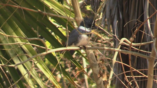Belted Kingfisher - ML419038571