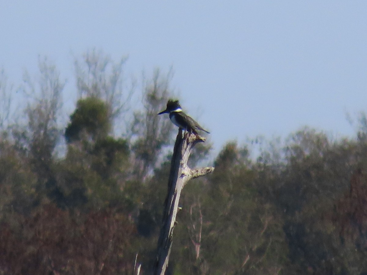 Belted Kingfisher - ML419046821