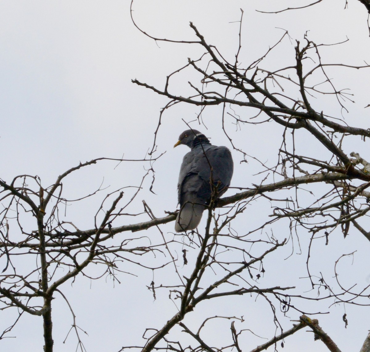 Band-tailed Pigeon - ML41906221