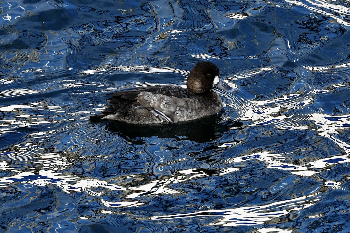 Greater Scaup - ML419063511